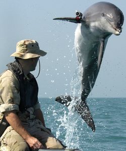 dolfijn die mijnen opporrt tijdens de Golfoorlog in Irak. Foto via Wikipedia (link)